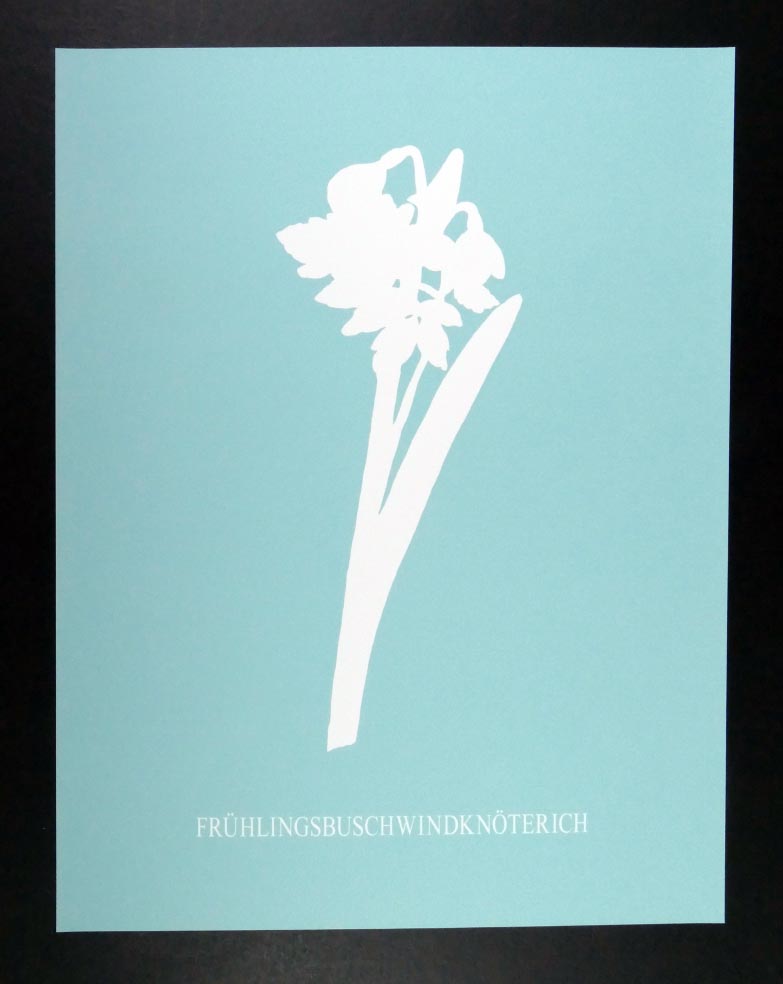 Julius DEUTSCHBAUER Frühlingsbuschwindknöterich - Siebdruck in Farbe aus 1998