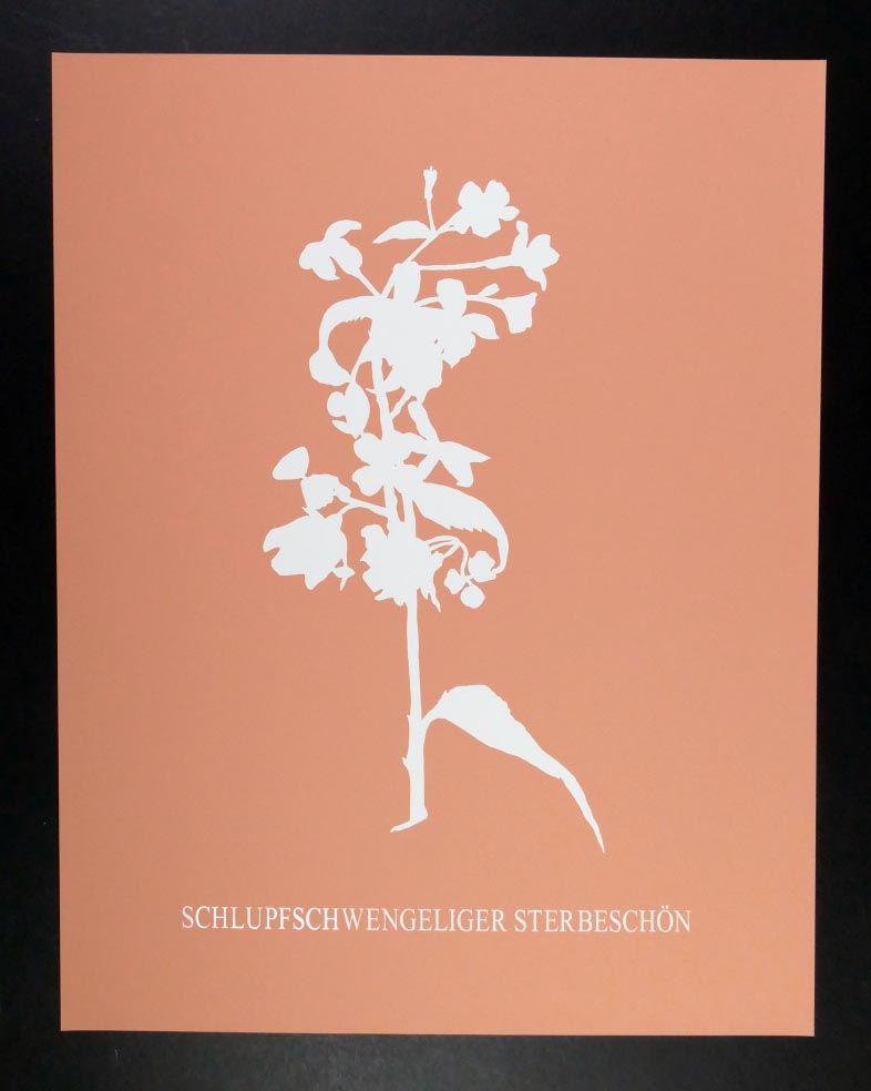 Julius DEUTSCHBAUER Schlupfschwengeliger Sterbeschön - Siebdruck in Farbe aus 1998