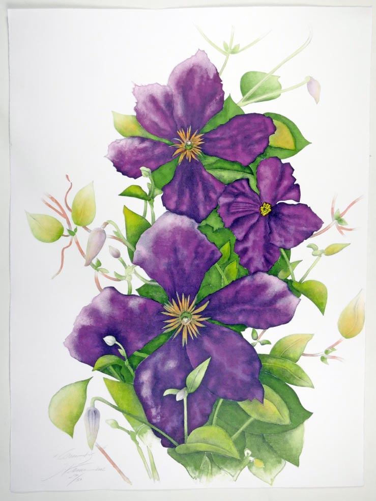 Susanne HARTMANN Clematis - Lithographie in Farbe