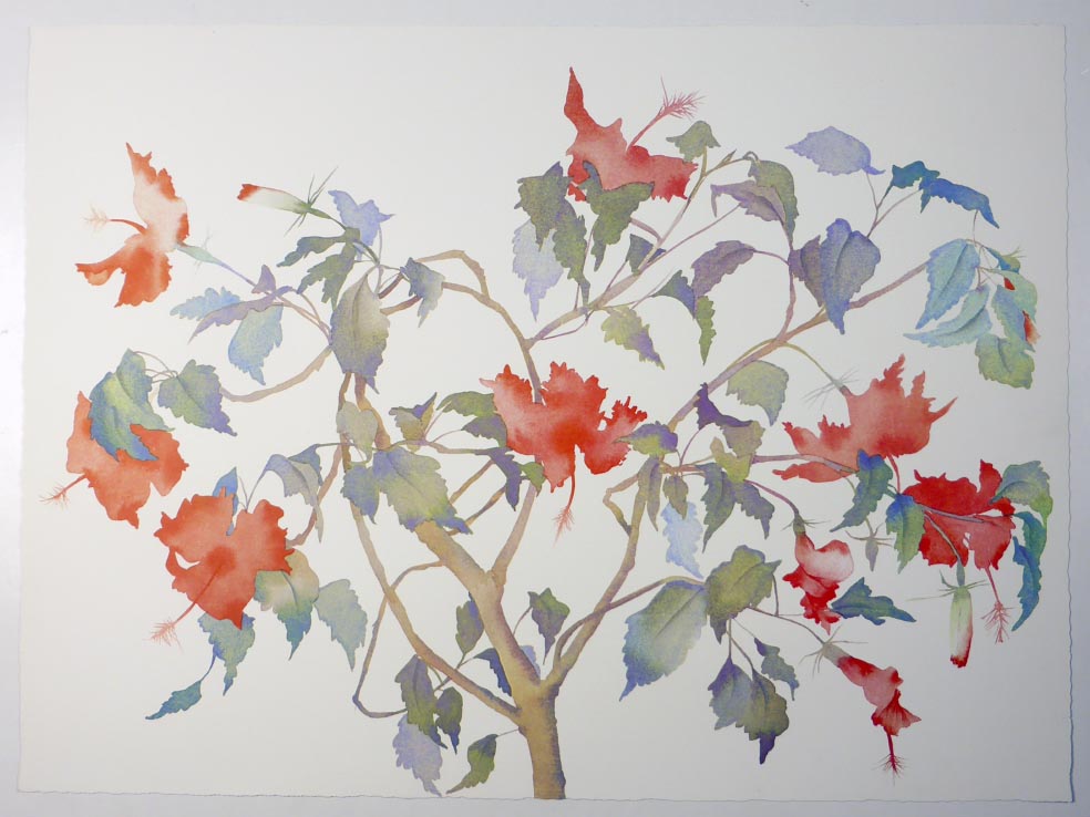 Susan HEADLEY-van-CAMPEN Hibiscus - Hibiskusstrauch - Lithographie in Farbe