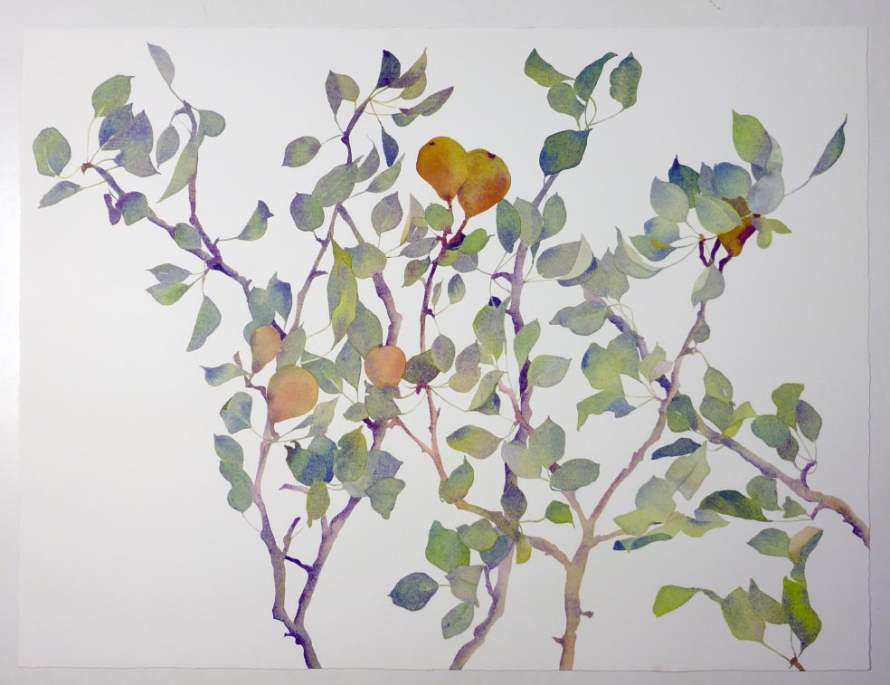 Susan HEADLEY-van-CAMPEN Pear Tree - Birnbaum - Lithographie in Farbe