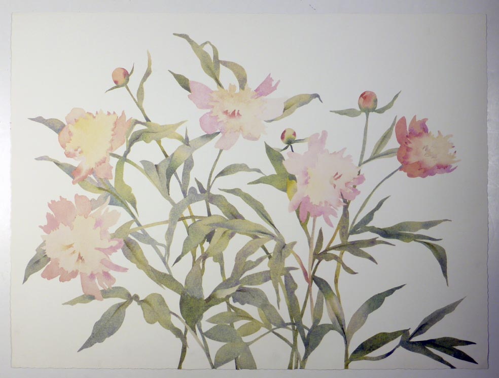 Susan HEADLEY-van-CAMPEN Peonies - Pfingstrosen - Lithographie in Farbe